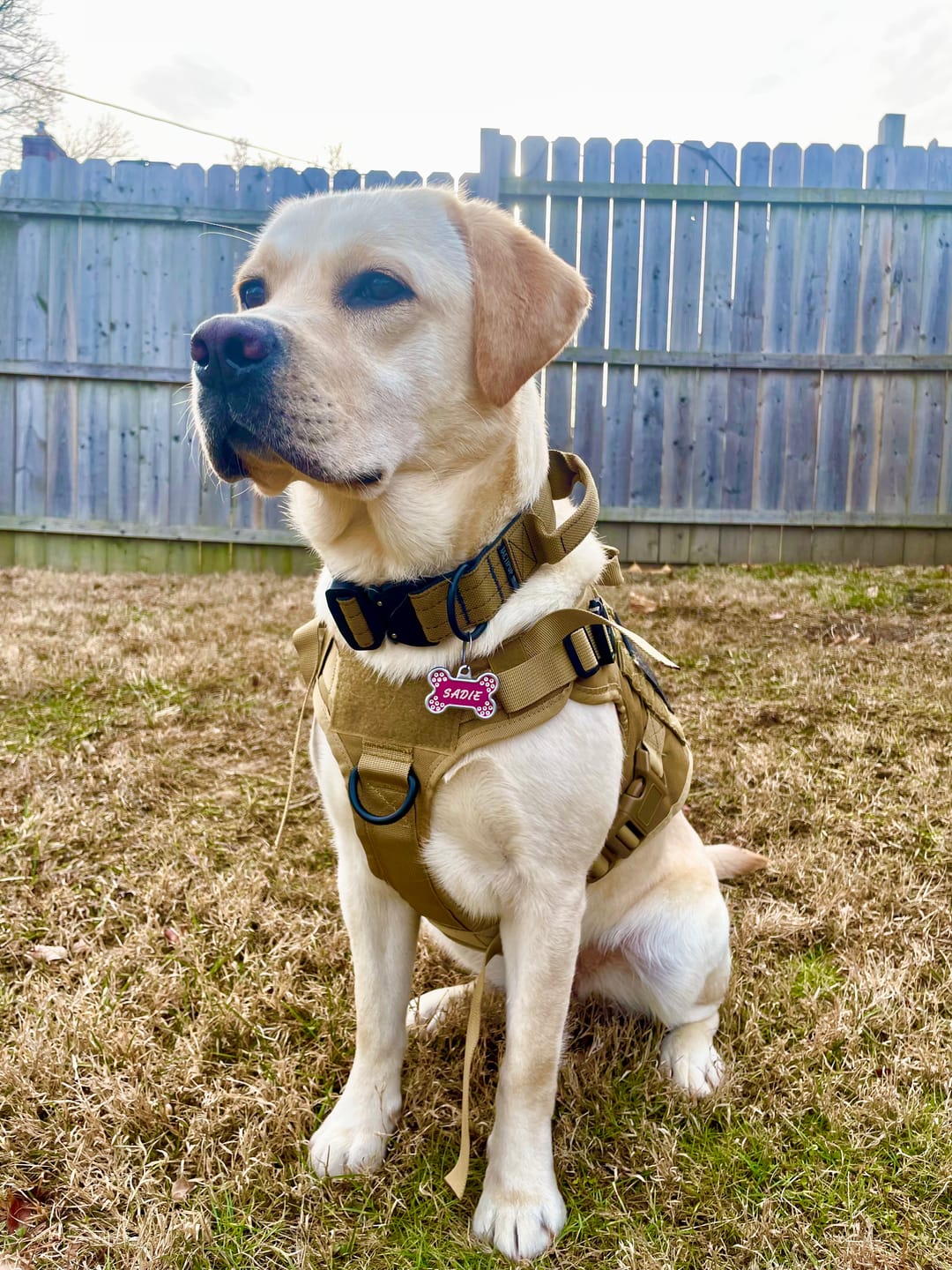 Customer photo review of Tactical No Pull Dog Harness v2