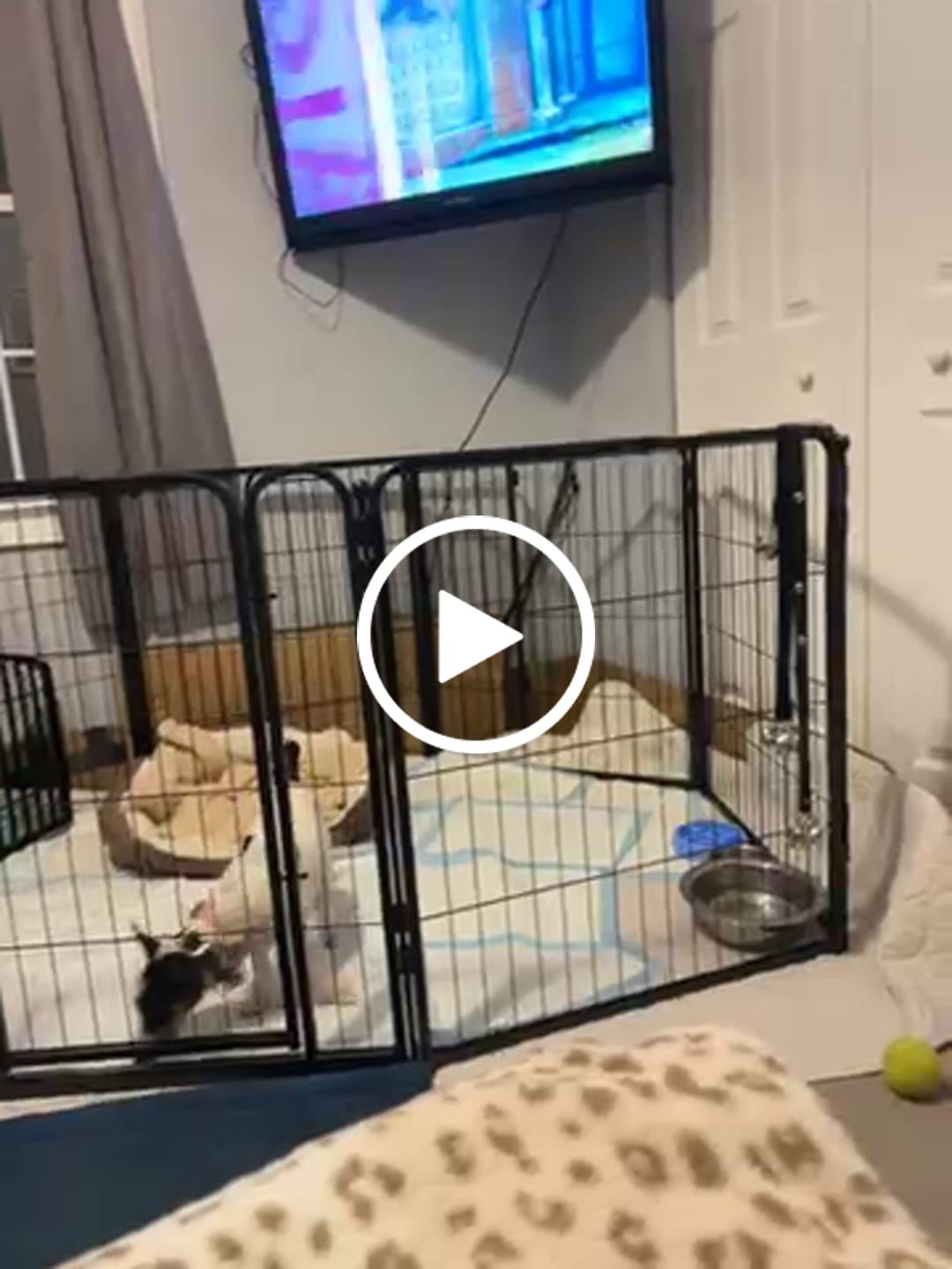 Customer video review of Homeplus Dog Playpen for Indoor Use