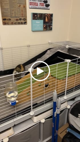 Customer video review of 6x2 C&C Cage with Loft