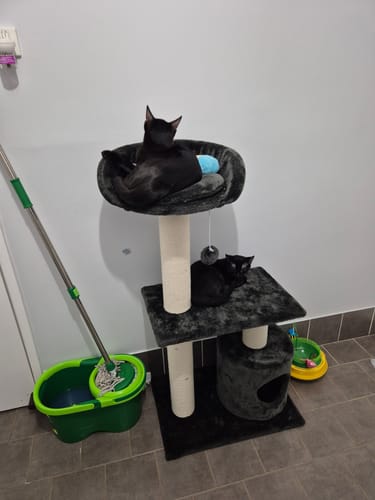 Customer photo review of 1 Month Supply – 2 Cat