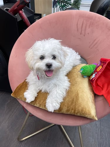 Customer photo review of Boneflex+ Ultra Berry Collar