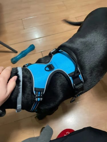 Customer photo review of Heavy-Duty Ultra-Reflective Night Trail Harness