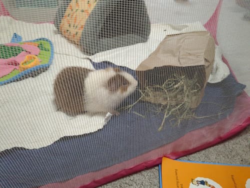 Customer photo review of Taster Pack