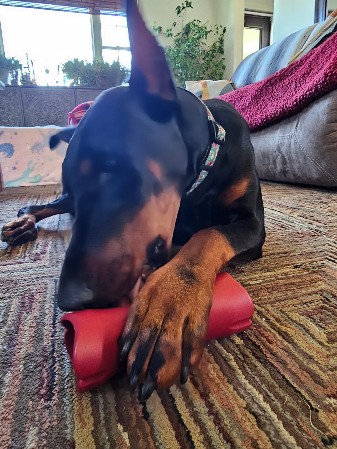 Customer photo review of Bully Stick Safety Holder