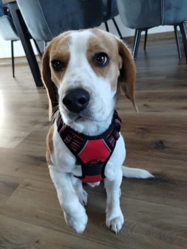 Customer photo review of Heavy-Duty Ultra-Reflective Night Trail Harness