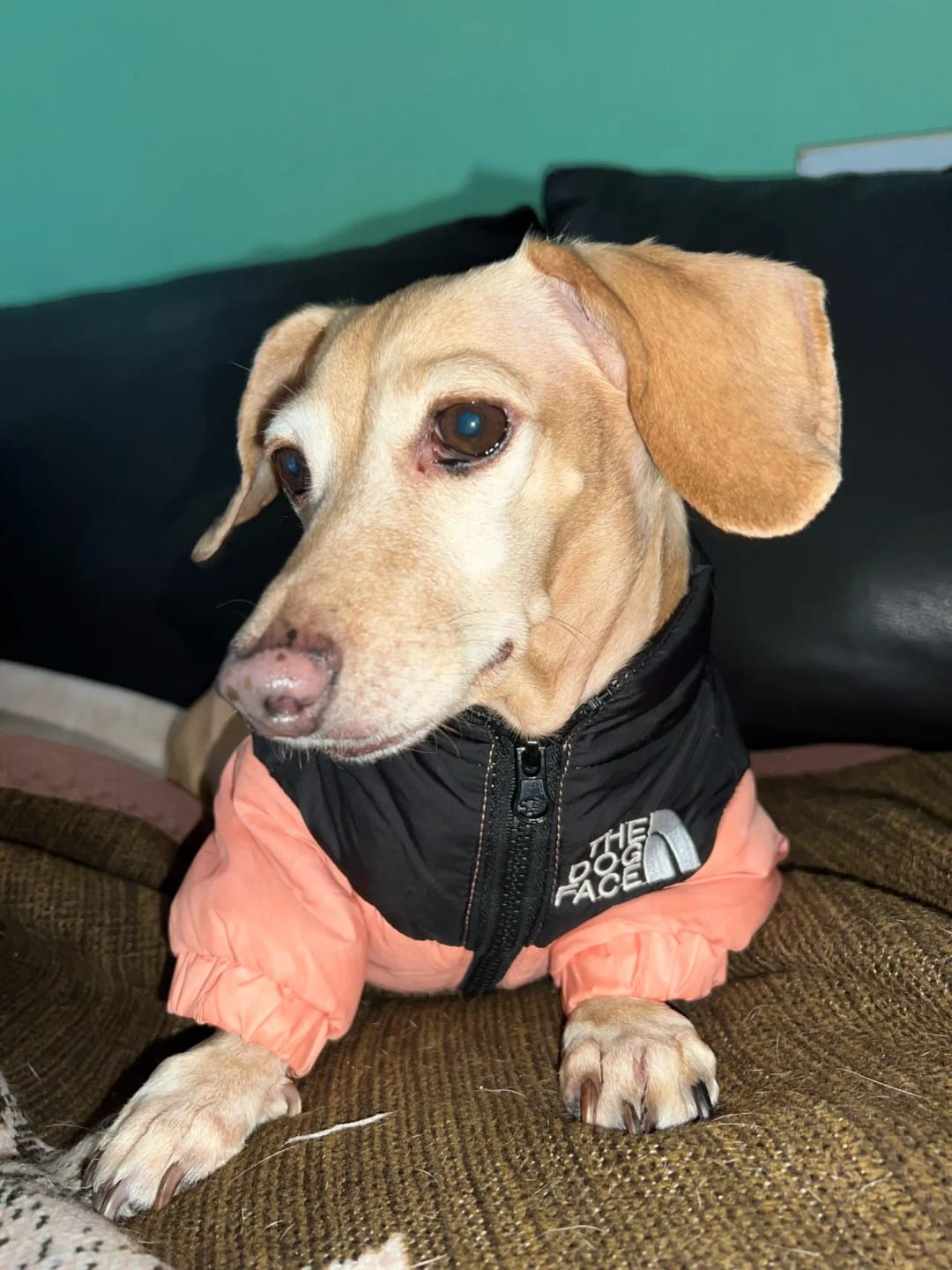 Customer photo review of The Dog Face Puffer Jacket