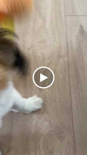 Customer video review of Companion - Skør Plys Snegl, Aktivering
