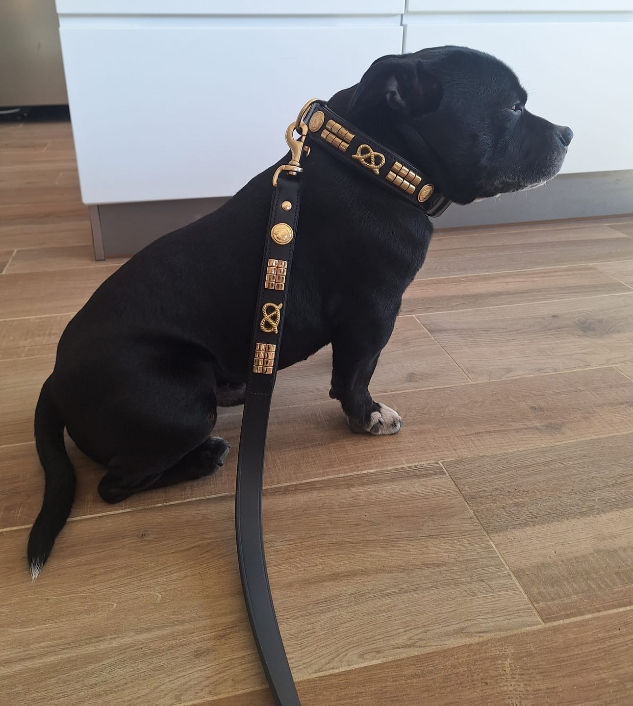 Customer photo review of Staffordshire Bull Terrier 1935® Leather Collar & Leash Set - Jefferson - Black/Gold