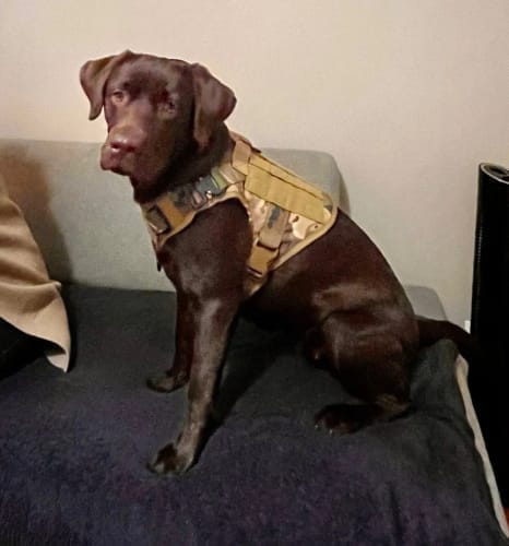 Customer photo review of Striker Military-Grade Tactical No-Pull Harness V4