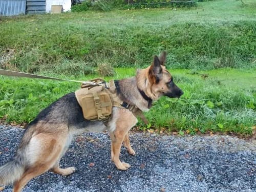 Customer photo review of Striker Military-Grade Tactical No-Pull Harness V4