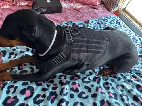 Customer photo review of Striker Military-Grade Tactical No-Pull Harness V4