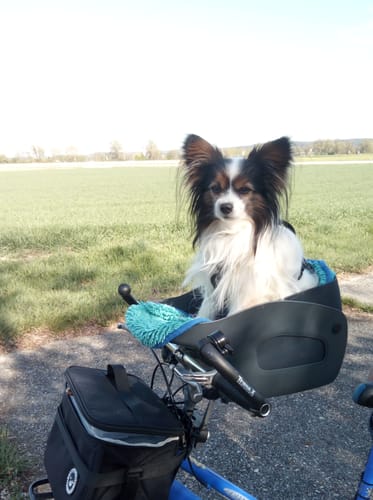Customer photo review of Kvisp Dog Bike Carrier