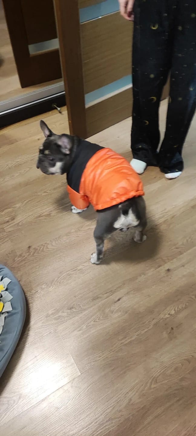 Customer photo review of The Dog Face Puffer Jacket