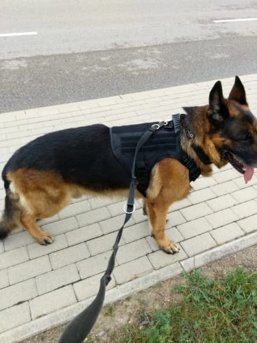Customer photo review of Striker Military-Grade Tactical No-Pull Harness V4