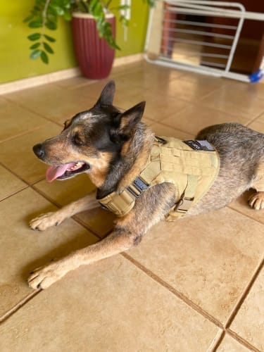 Customer photo review of Striker Military-Grade Tactical No-Pull Harness V4