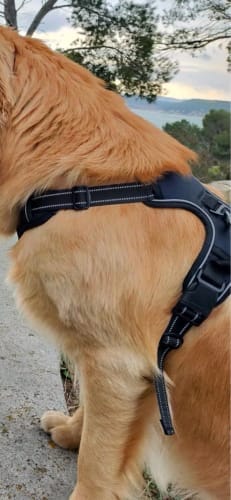 Customer photo review of Heavy-Duty Ultra-Reflective Night Trail Harness