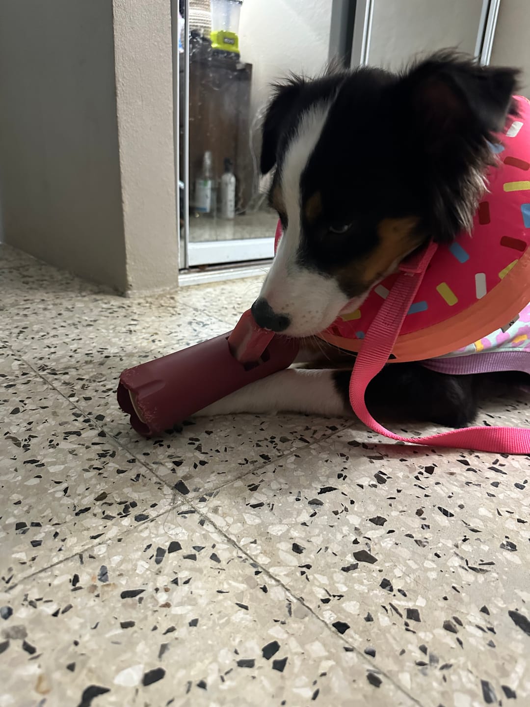 Customer photo review of Strawberry Himalayan Yak Chew (MEDIUM)