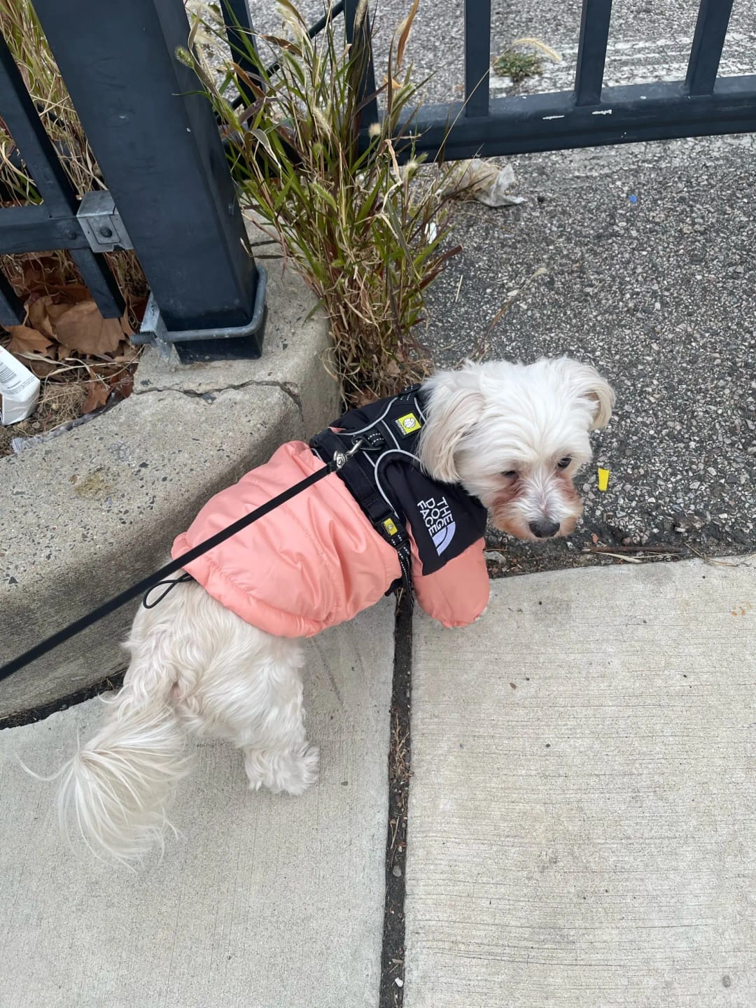 Customer photo review of The Dog Face Puffer Jacket