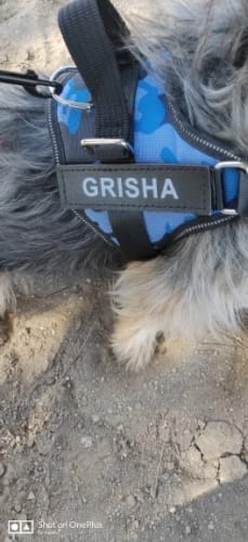 Customer photo review of Reflective No-Pull Personalized Harness