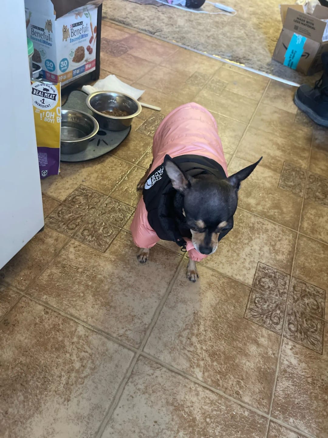Customer photo review of The Dog Face Puffer Jacket