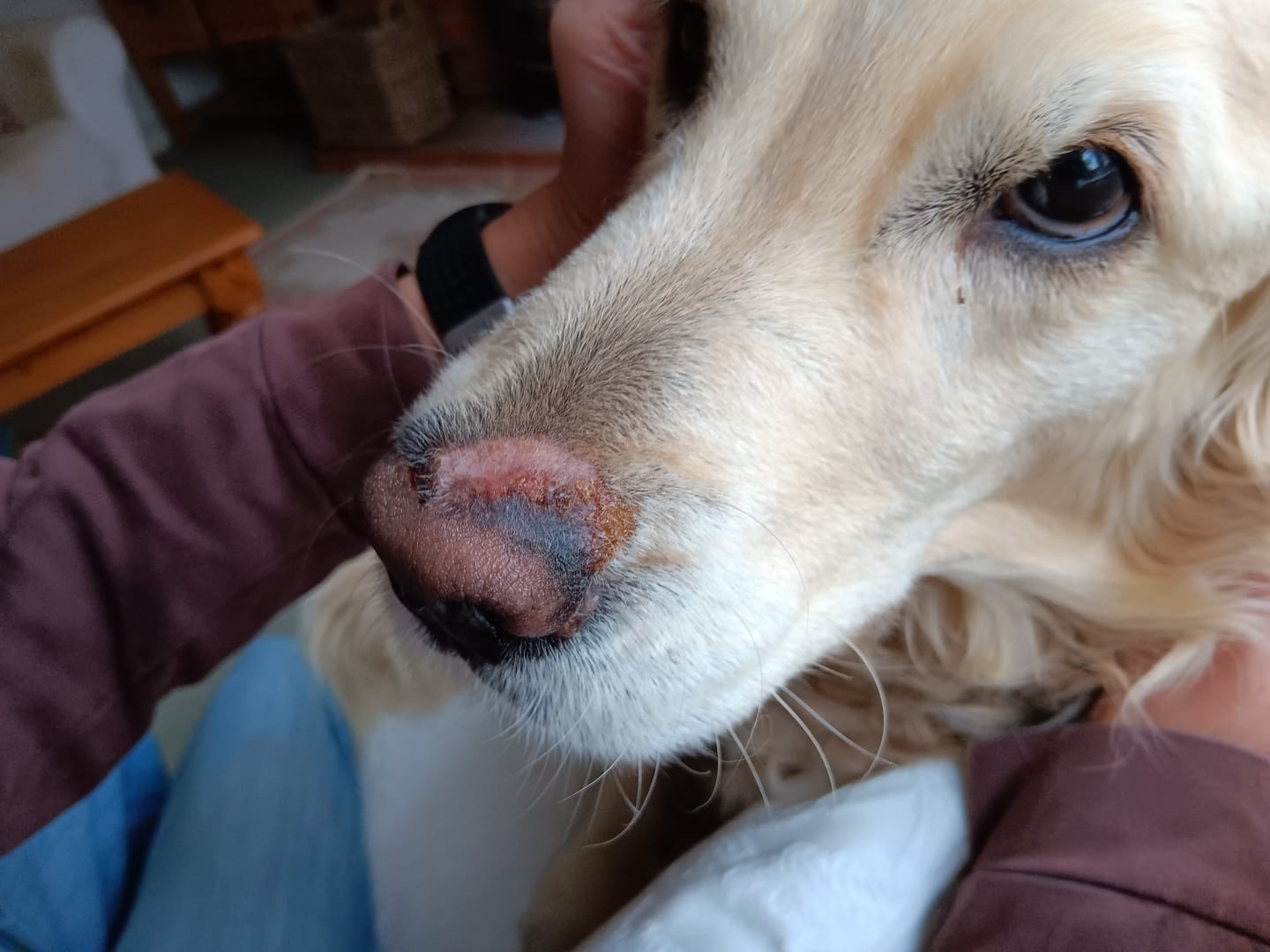 Customer photo review of Dog Gel