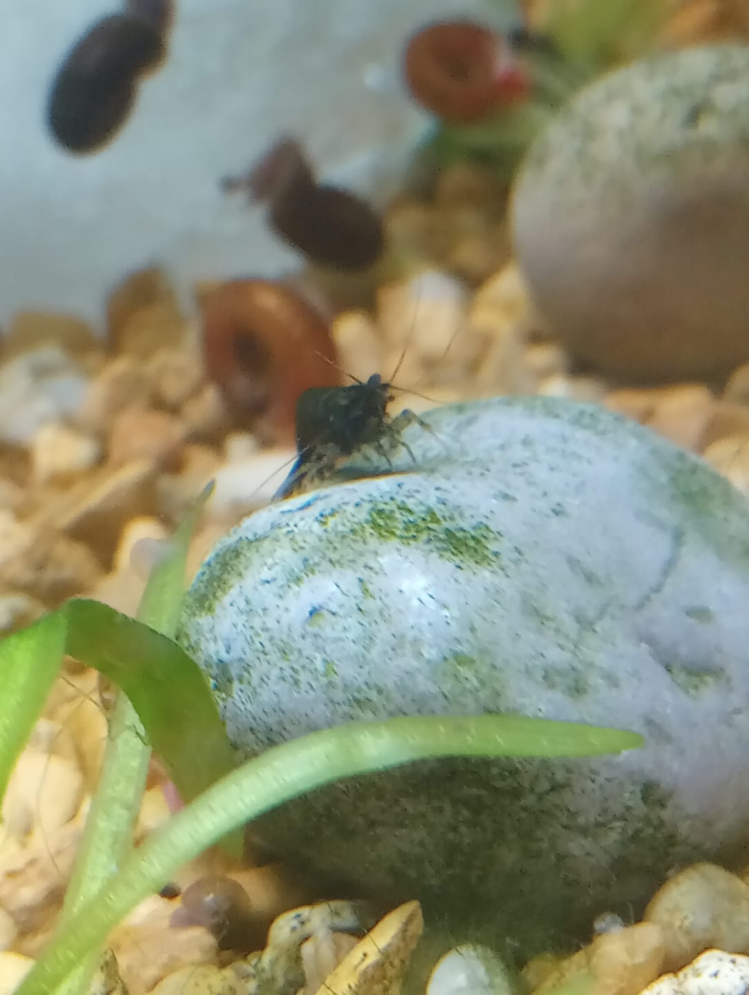 Customer photo review of Green Jade Shrimp