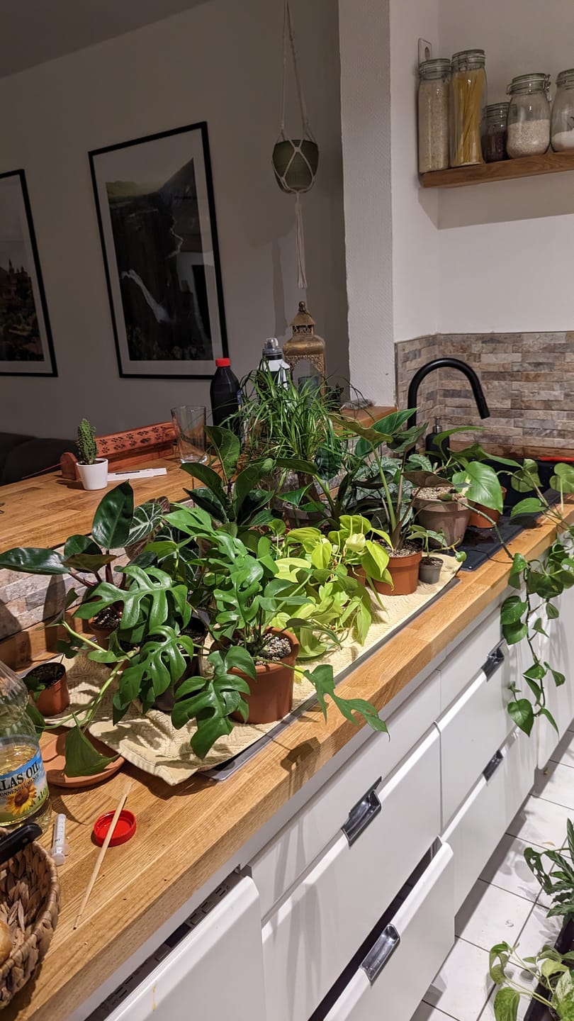 Customer photo review of HPE - Hesi Houseplant Elixir