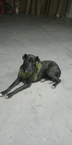 Customer photo review of Striker Military-Grade Tactical No-Pull Harness V4