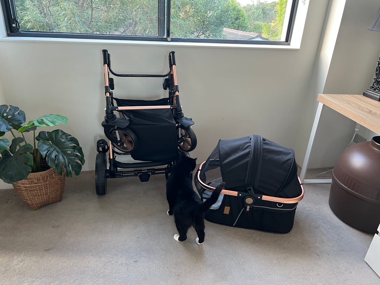 Customer photo review of Pet Stroller with ISOFIX Car Carrier [Frame Colour: Rose Gold] [Material Colour: Black]