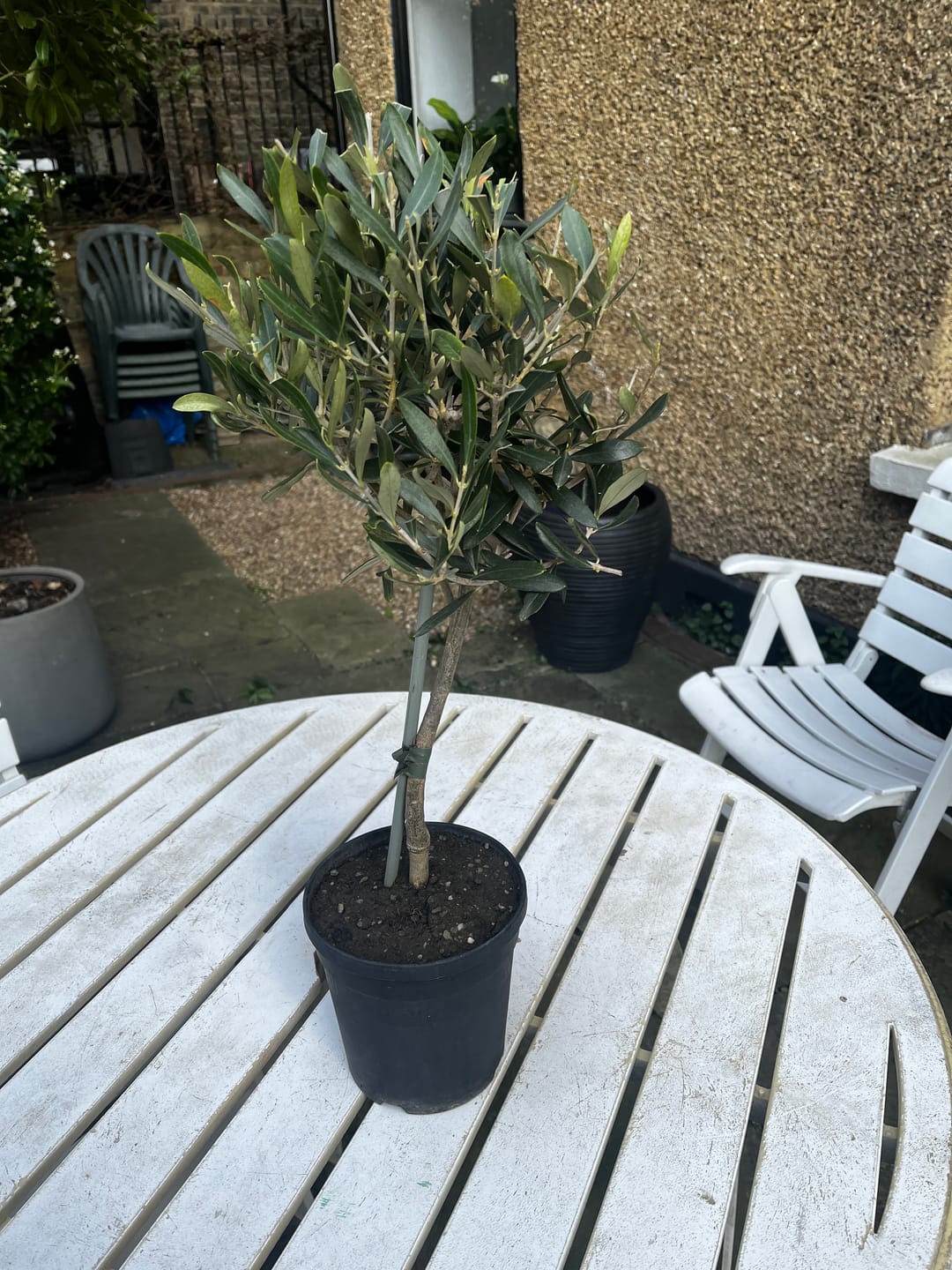 Customer photo review of Standard Olive Tree 60cm 2L