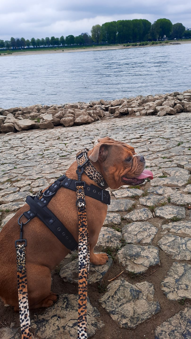Customer photo review of Easy Walk Black Edition Svart - Sele med handtag