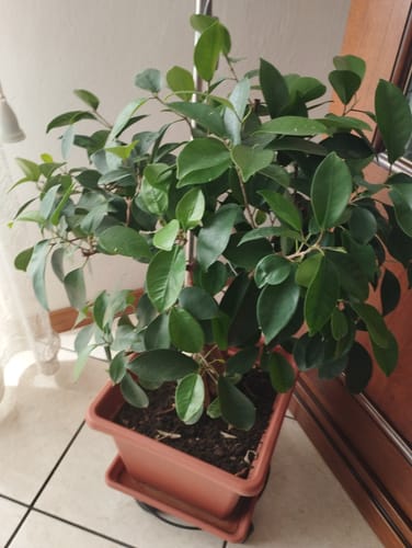 Customer photo review of NEO CB® (Tutte le stagioni)