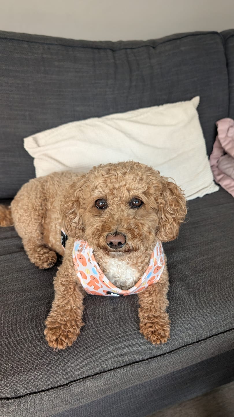 Customer photo review of Adjustable Dog Harness - Curly Club Collection