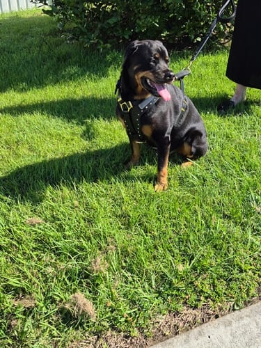 Customer photo review of Leather Dog Harness -"Attila" Black/Brass