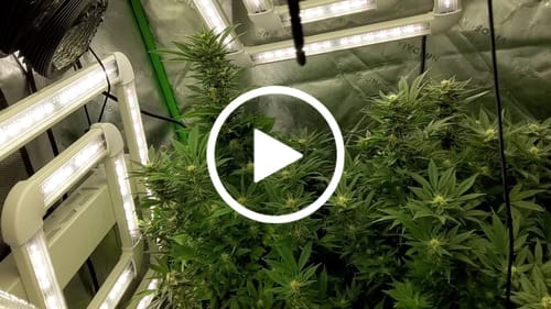 Customer video review of FGI Square 320W SMART LED Grow Light With 730nm Far Red Spectrum