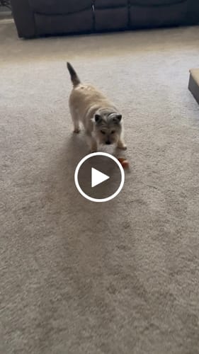 Customer video review of Pig Ears