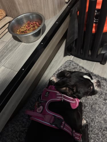 Customer photo review of FurLife™ 12 Months Flea and Tick Free