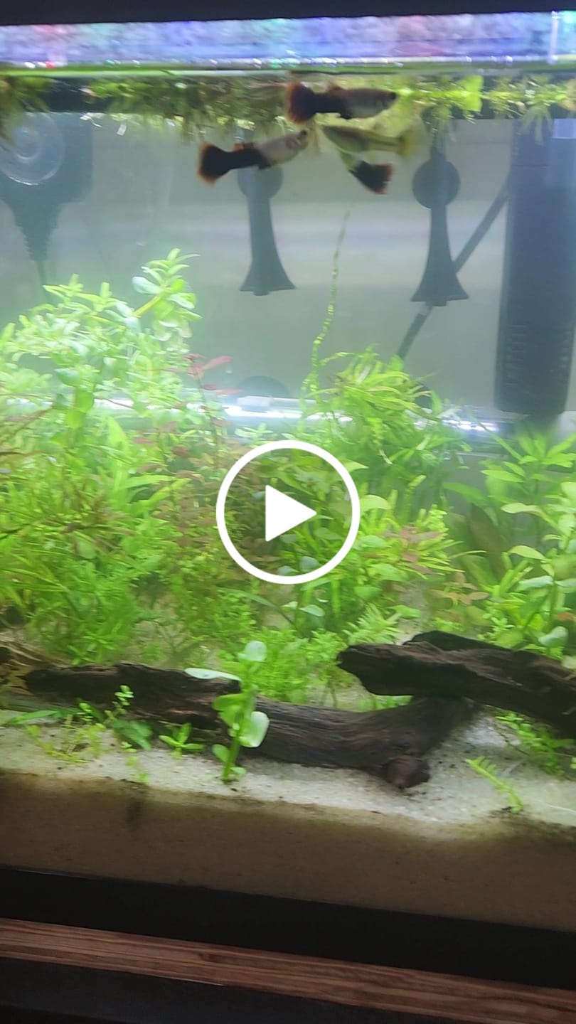 Customer video review of Rotala Rotundifolia
