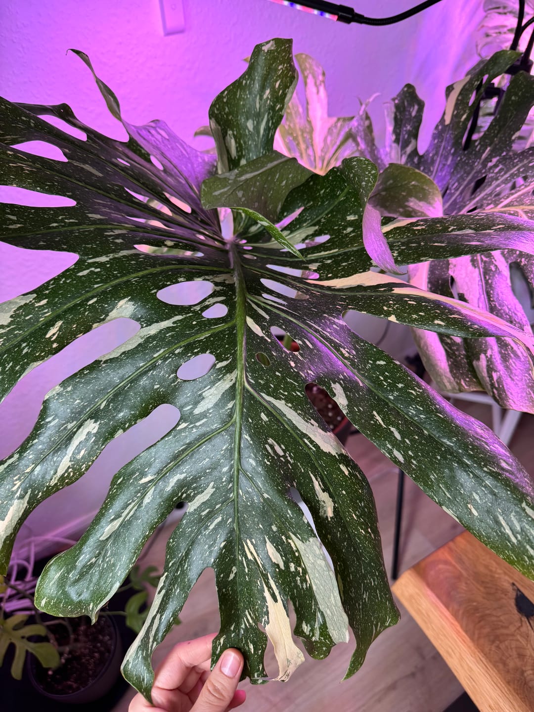Customer photo review of Monstera Thai Constellation