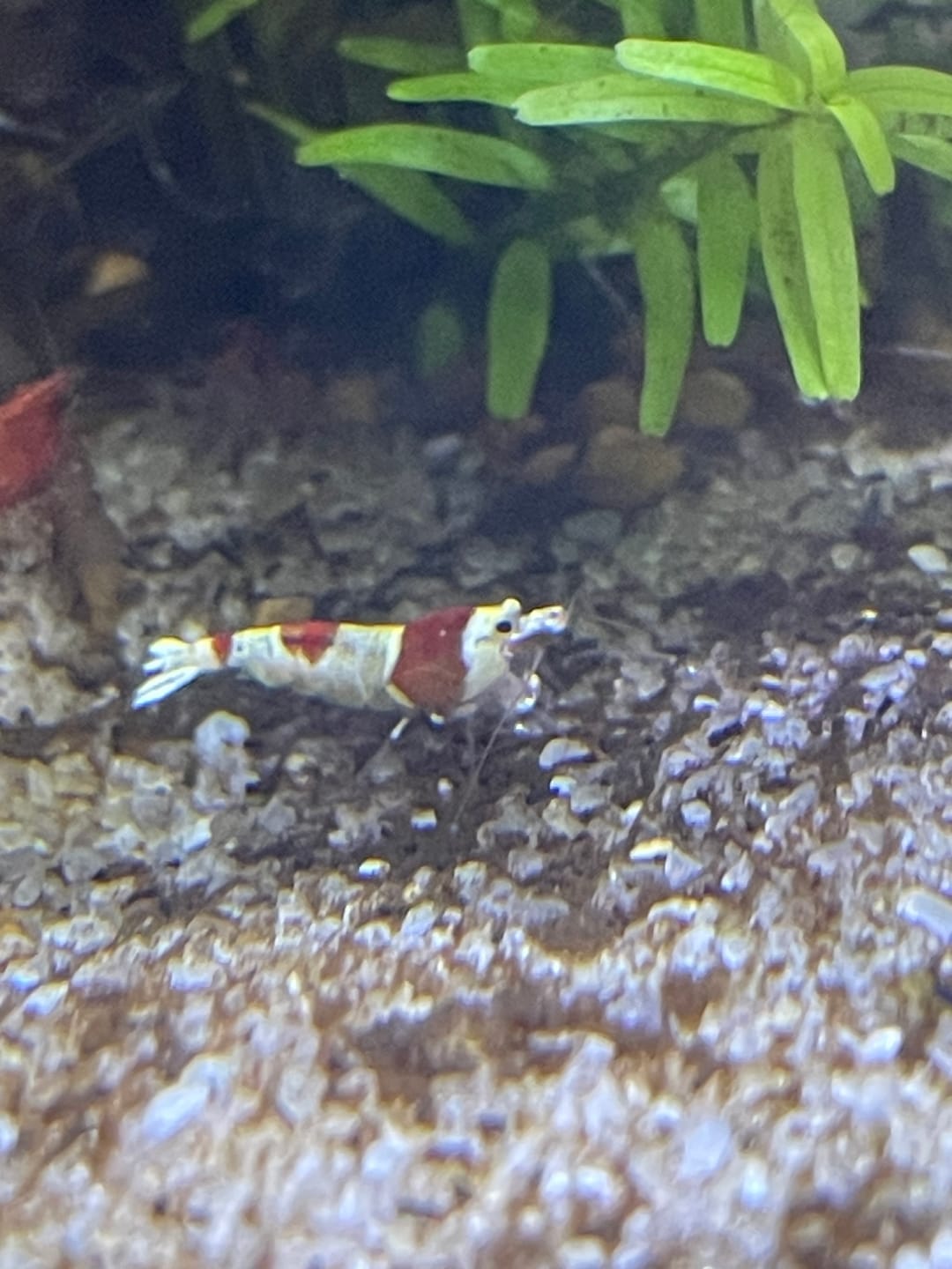 Customer photo review of Crystal Red Shrimp