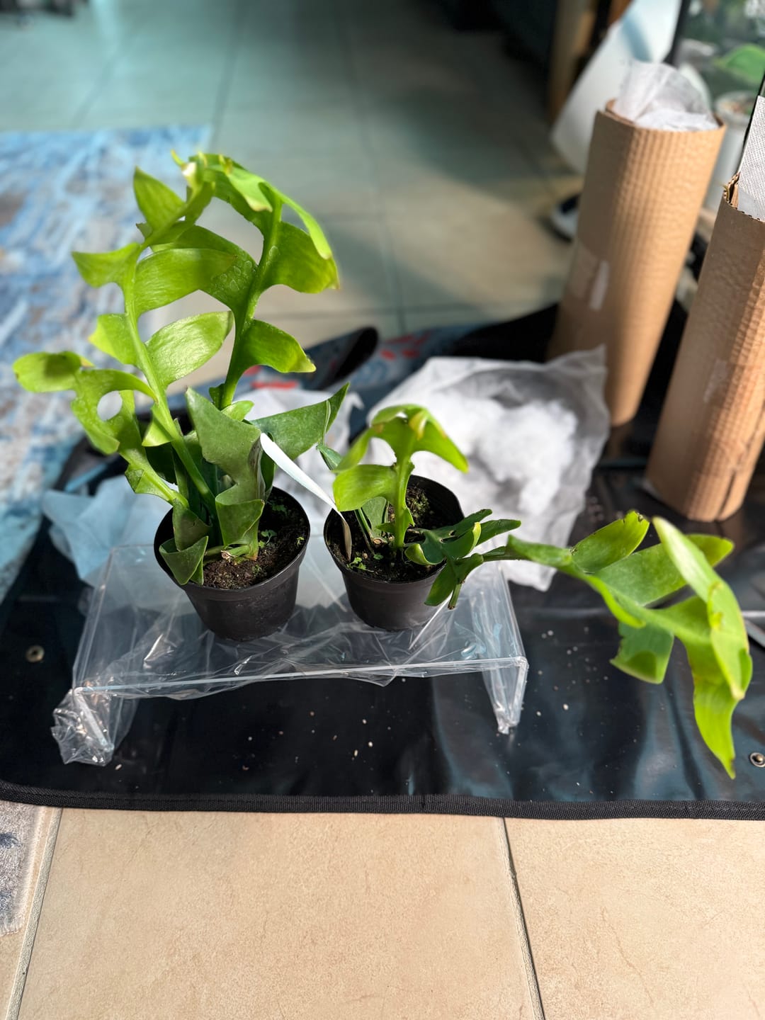 Customer photo review of Cactus Selenicereus chrysocardium "Sharktooth"