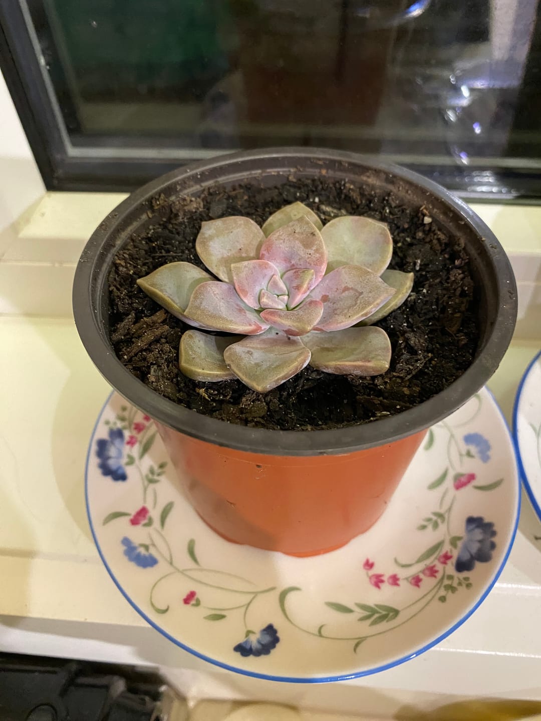 Customer photo review of Echeveria Carnicolor