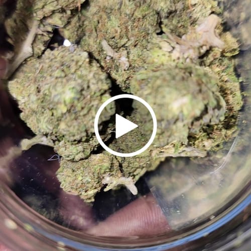 Customer video review of Grapes & Cream THCA Flower
