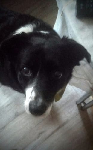 Customer photo review of Forever Young