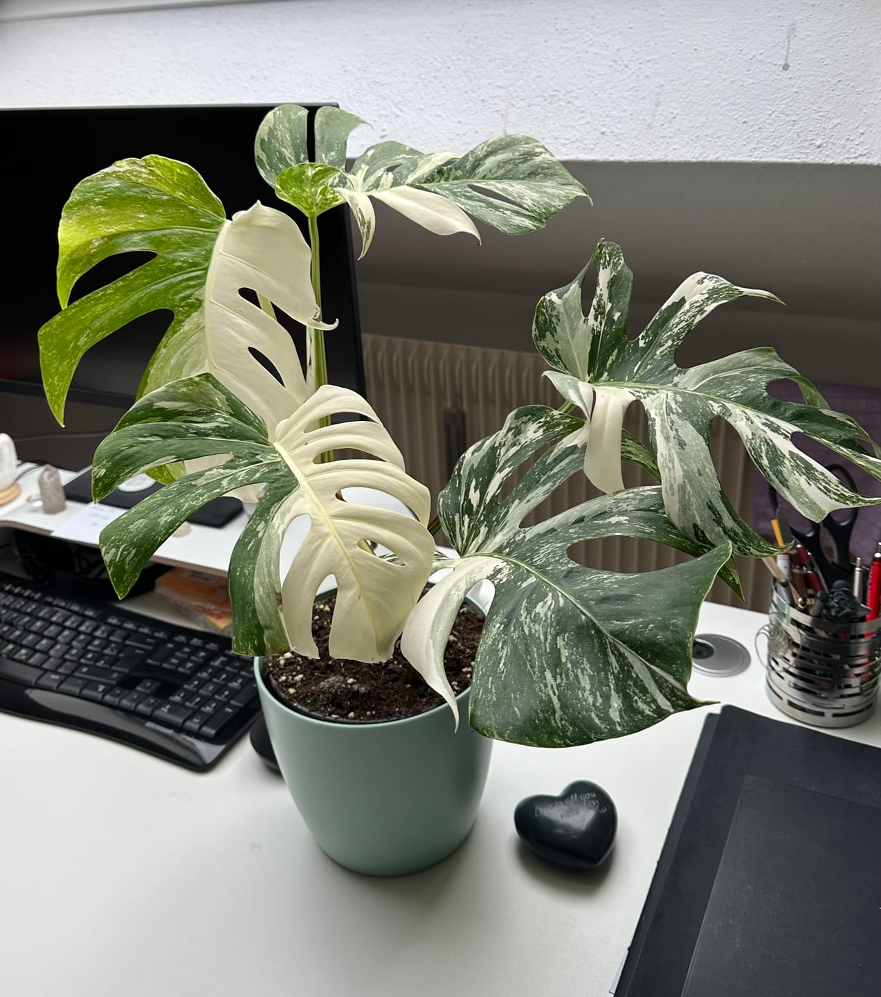 Customer photo review of Monstera Deliciosa Variegata