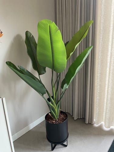 Customer photo review of Strelitzia Kunstplant 140cm