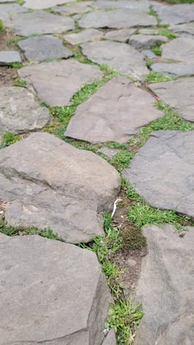 Customer photo of Growable Moss – Boreal from Erin H.