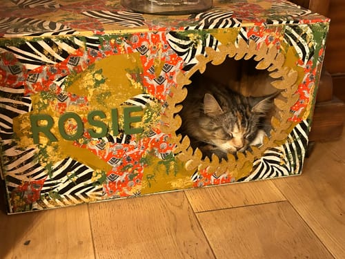 Avis photo d'un client sur Croquettes Maine Coon Stérilisé Sans Céréales - Poulet