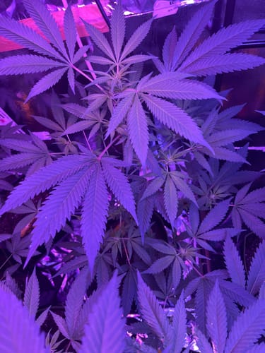 Customer photo review of Hanfstecklinge | Chocolate Haze