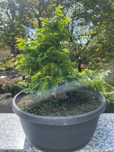 Customer photo review of ANABOLIC CB® (Trasformazione Estrema)